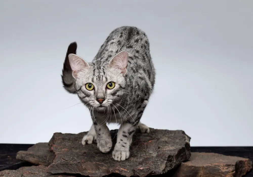 Egyptian Mau