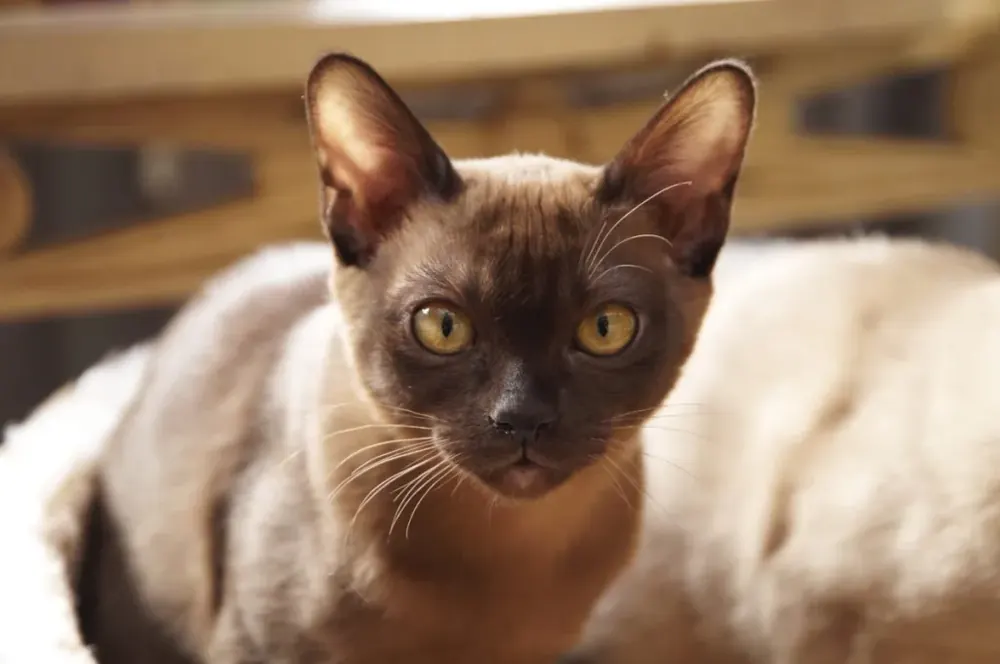 بورمیز اروپایی (European Burmese)