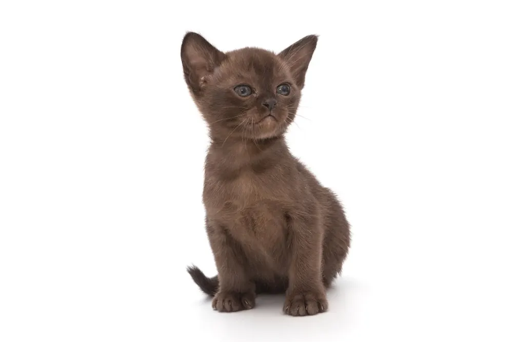 European Burmese