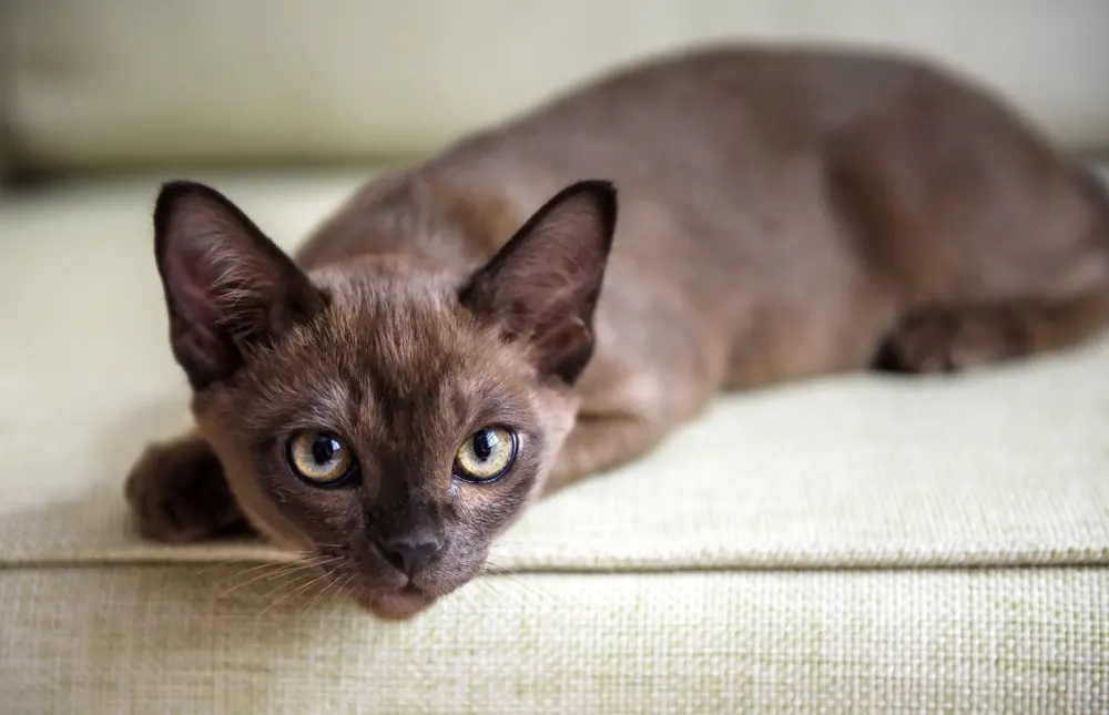 بورمیز اروپایی (European Burmese)