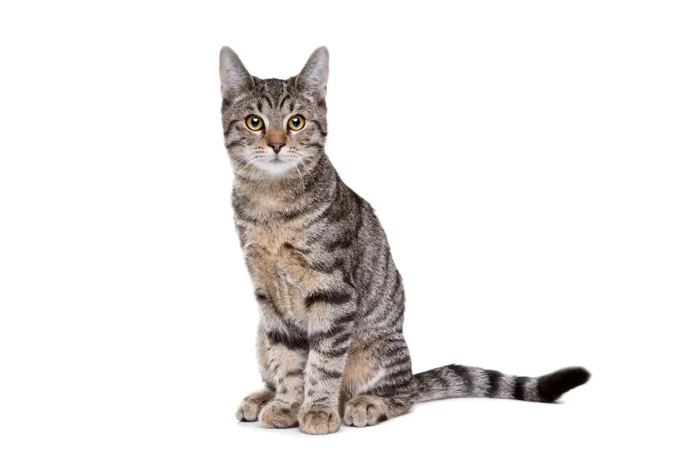 اروپایی مو کوتاه (European Shorthair)