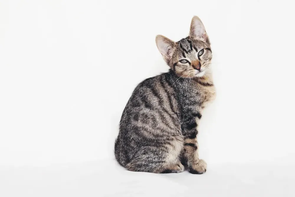 European Shorthair
