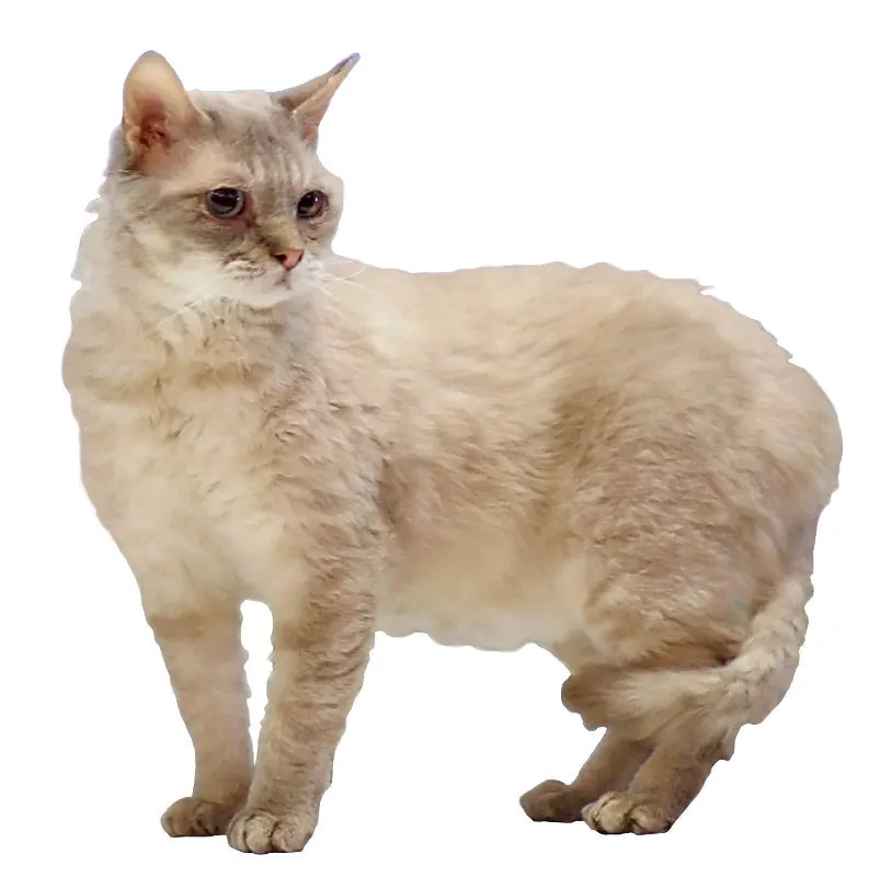 تصویر ژرمن رکس (German Rex Cat)