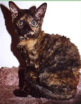 German Rex Cat