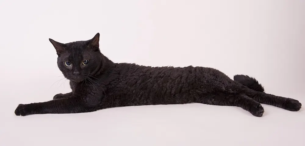 ژرمن رکس (German Rex Cat)