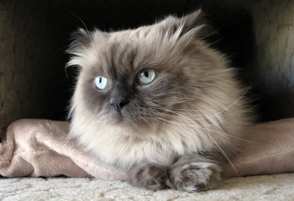 هیمالین (Himalayan)