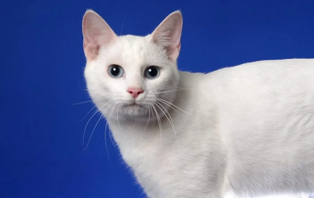 جاپانیز بابتیل (Japanese Bobtail)