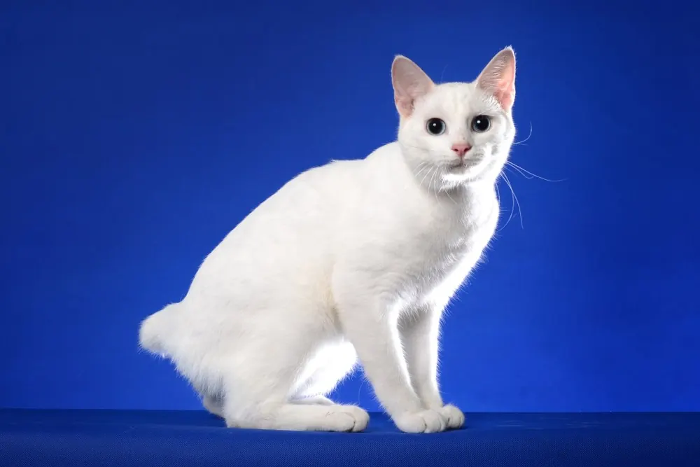 جاپانیز بابتیل (Japanese Bobtail)