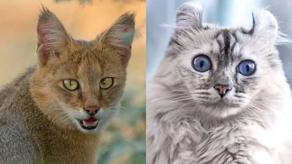 جانگل کرل (Jungle Curl Cat)