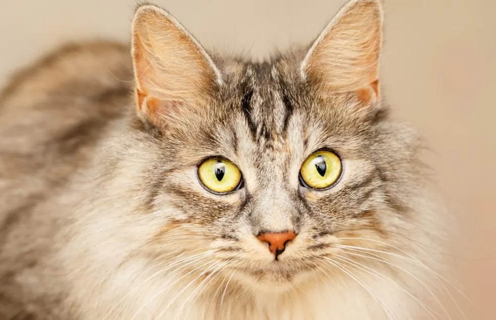 کارلیان بابتیل (Karelian Bobtail)