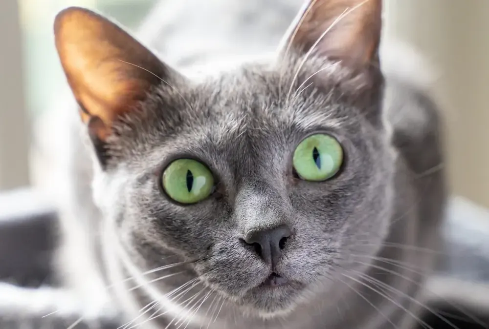 کورات (Korat)