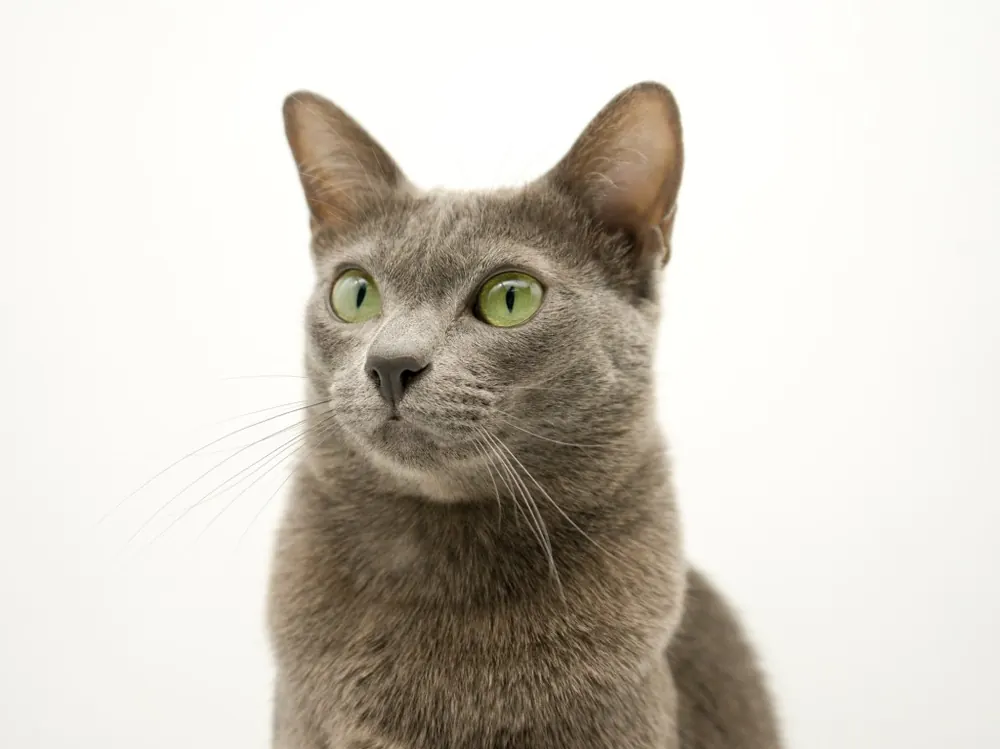 Korat