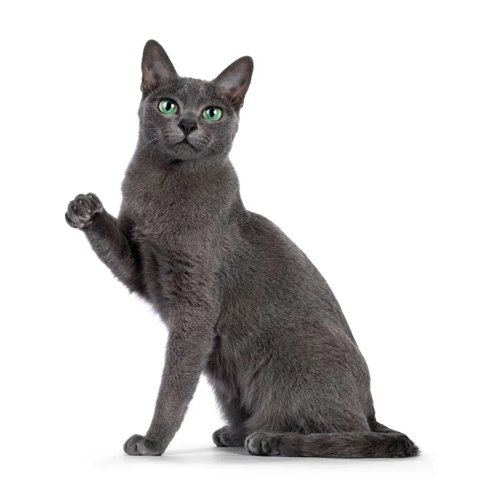 کورات (Korat)