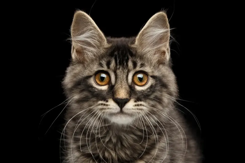 کوریلین بابتیل (Kurilian Bobtail)