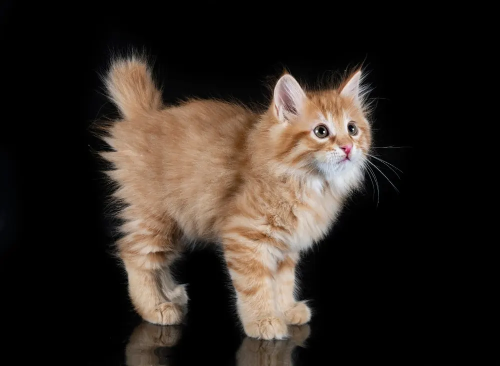 Kurilian Bobtail