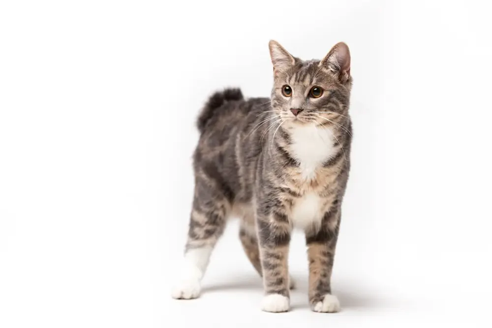 کوریلین بابتیل (Kurilian Bobtail)