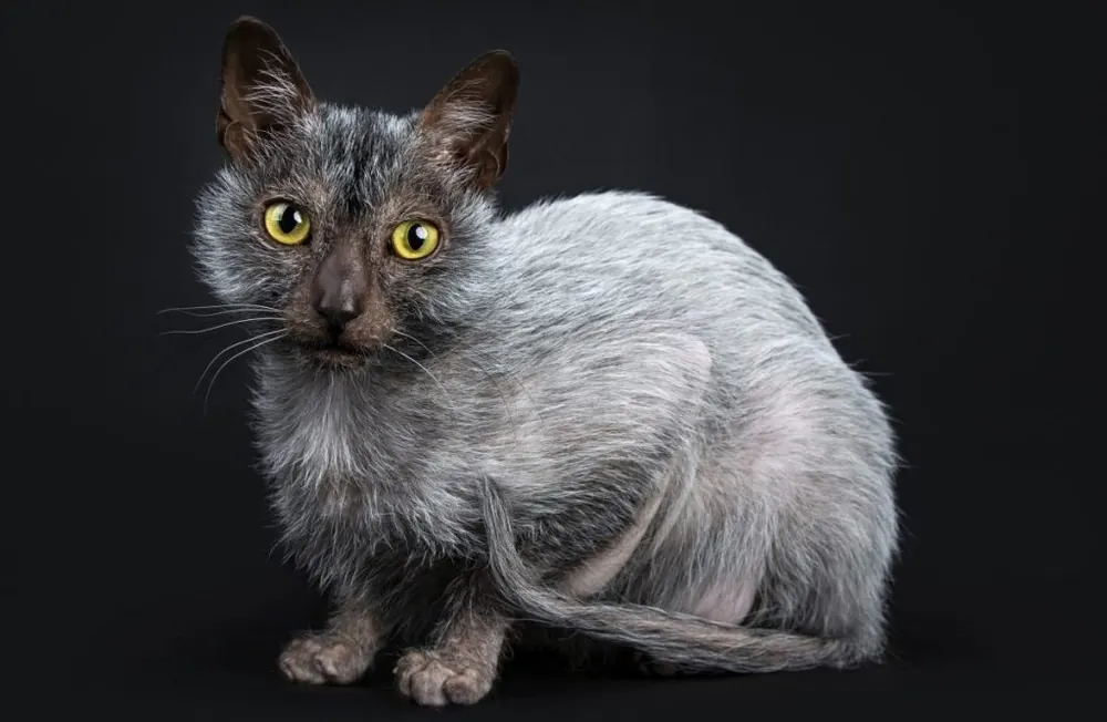 لایکوی (Lykoi)