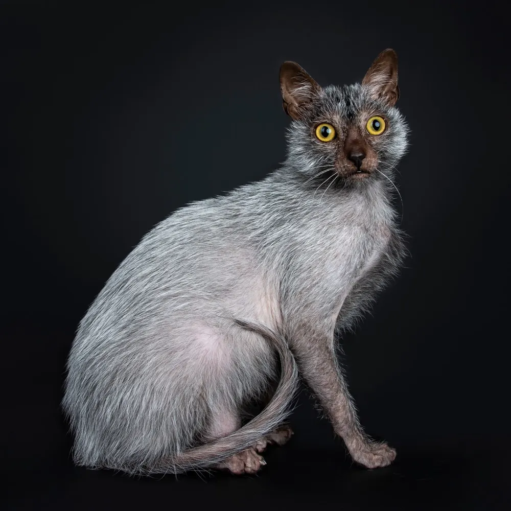 لایکوی (Lykoi)