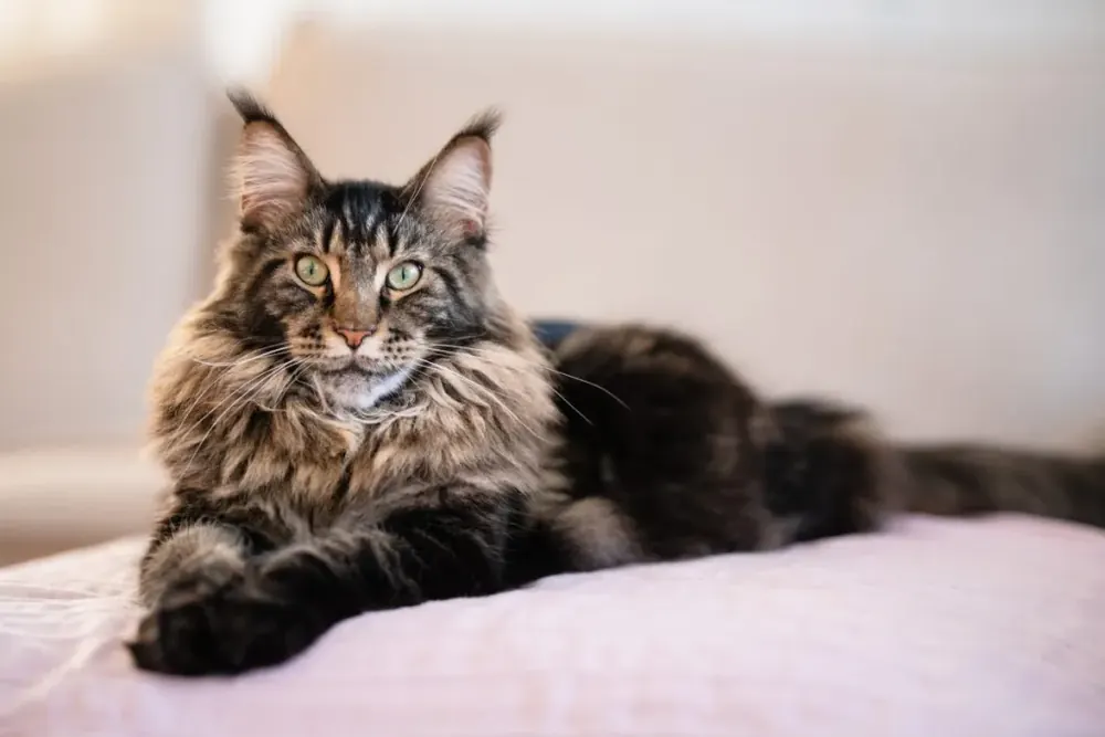 مین کون (Maine Coon)