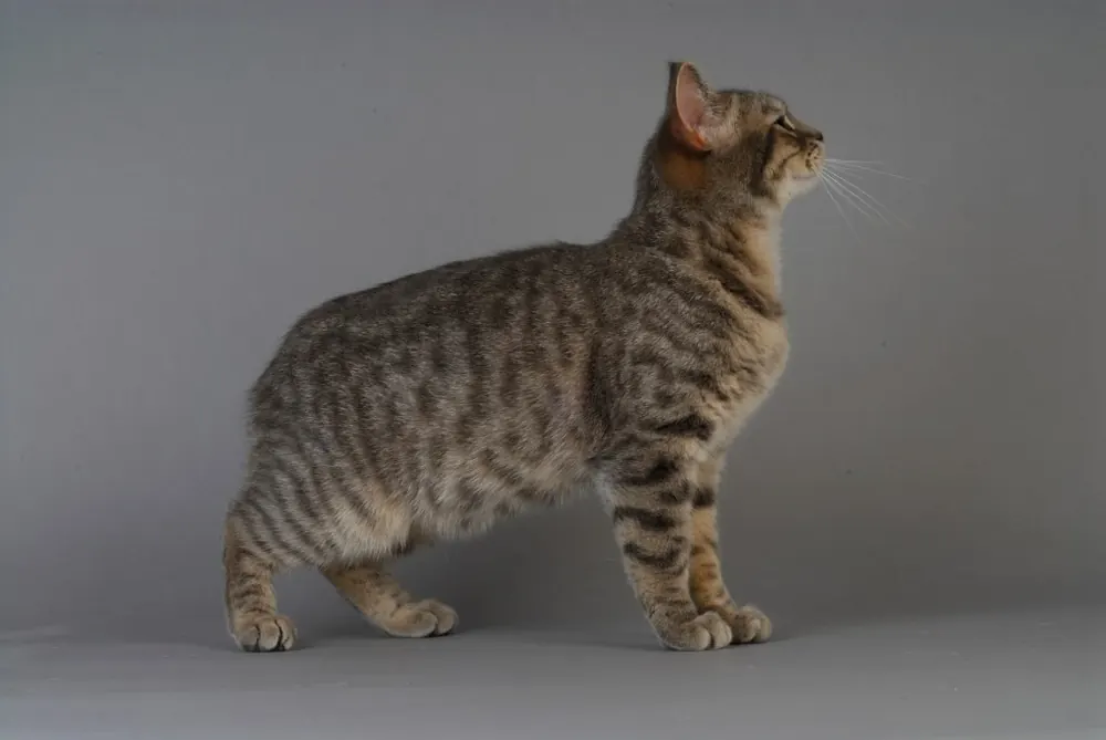 مانکس (Manx)