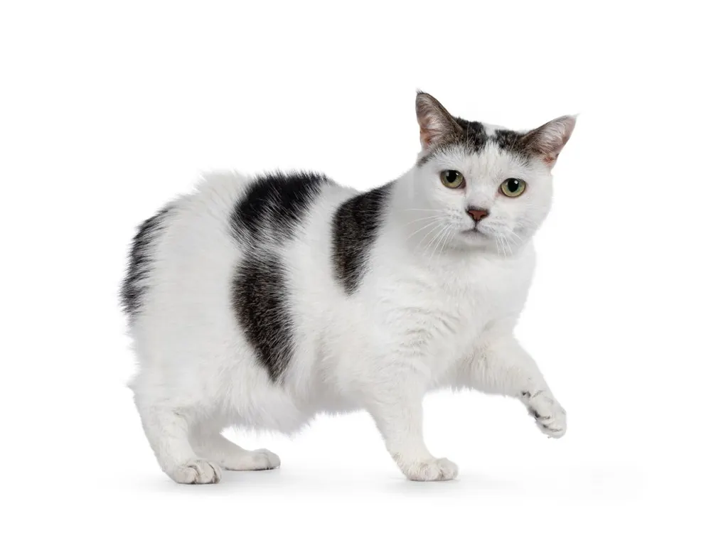 مانکس (Manx)