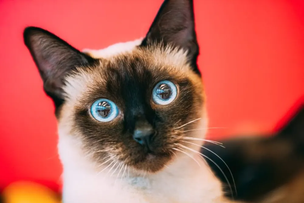 مکونگ بابتیل (Mekong Bobtail)