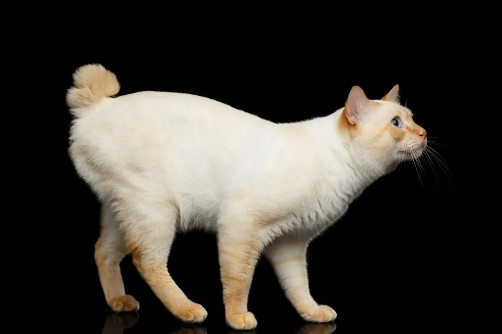 مکونگ بابتیل (Mekong Bobtail)