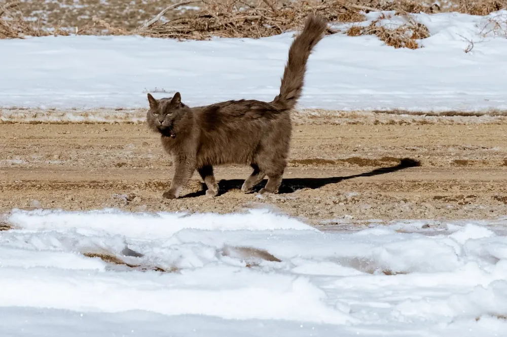 نبلونگ (Nebelung)