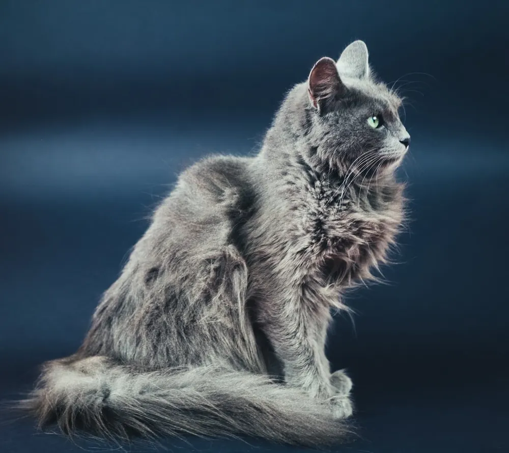 Nebelung