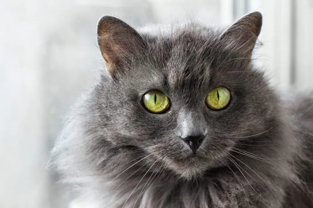 نبلونگ (Nebelung)