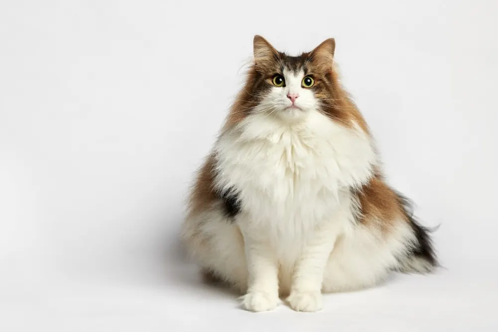 نروژین فارست (Norwegian Forest)