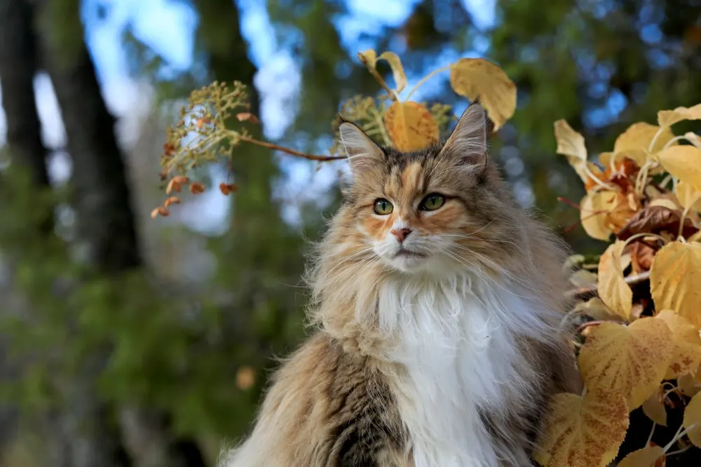 Norwegian Forest