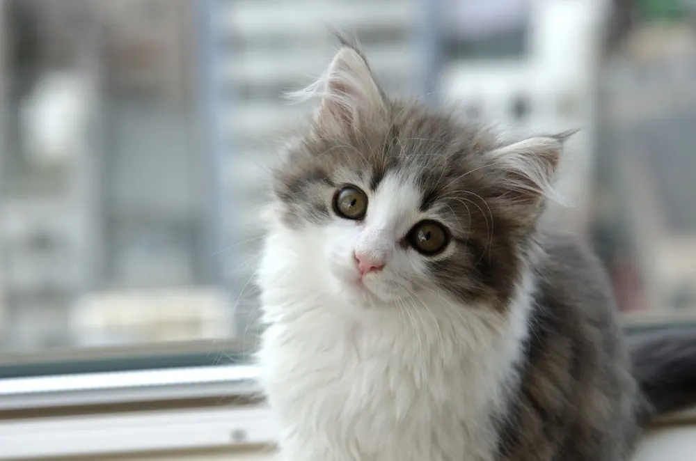 نروژین فارست (Norwegian Forest)