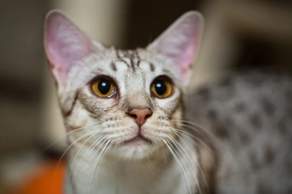 اوسیکت (Ocicat)