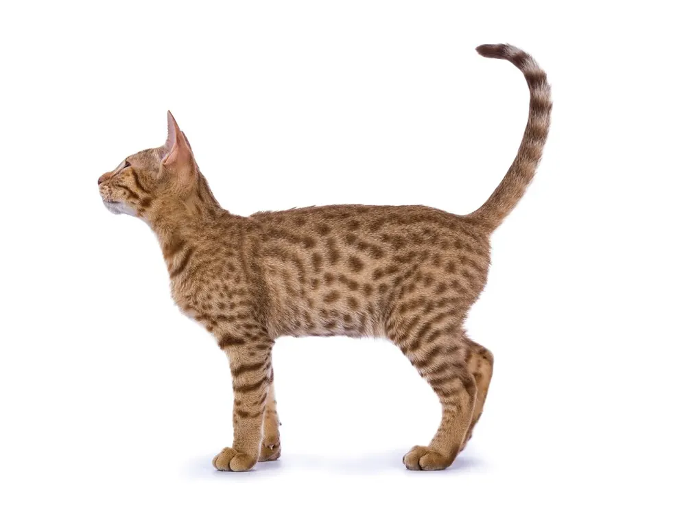 Ocicat