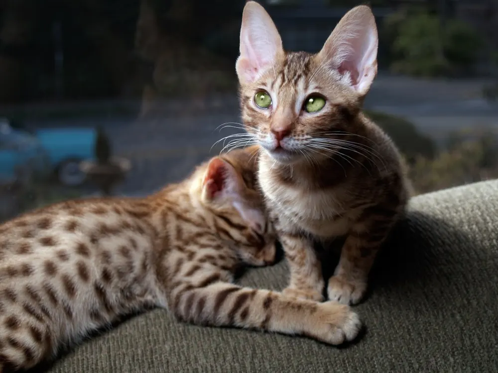 اوسیکت (Ocicat)