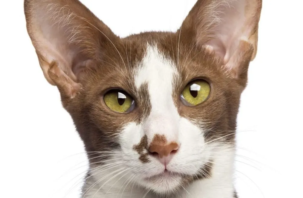 اورینتال شورت‌هر (Oriental Shorthair)