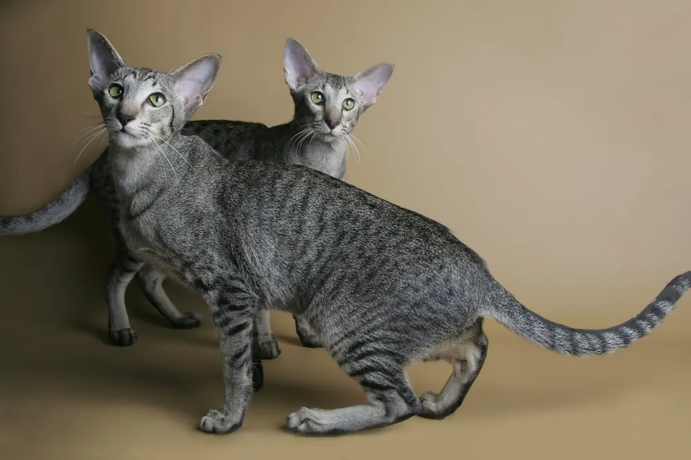 Oriental Shorthair