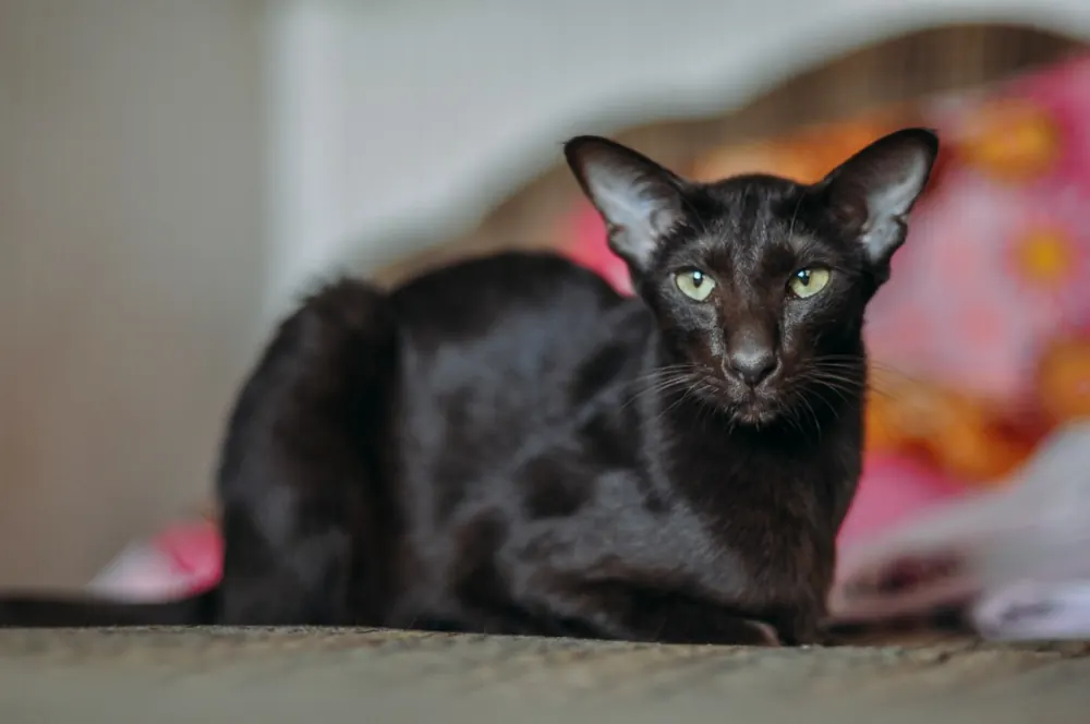 اورینتال شورت‌هر (Oriental Shorthair)