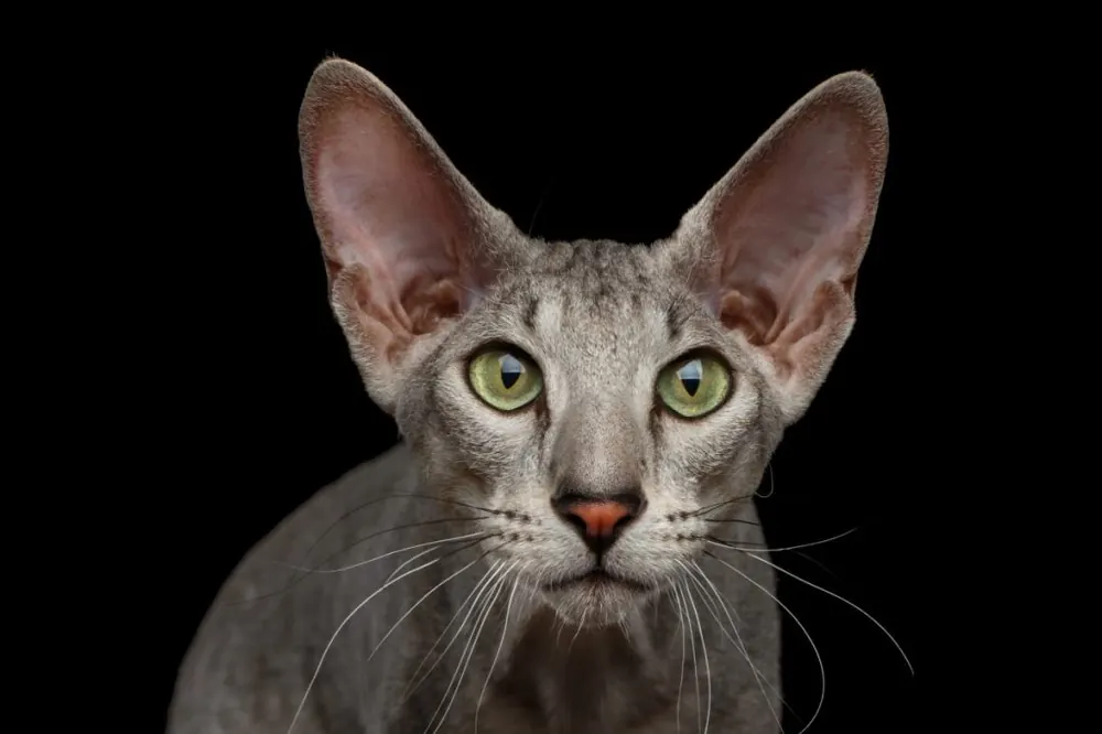 پیترُبالد (Peterbald)