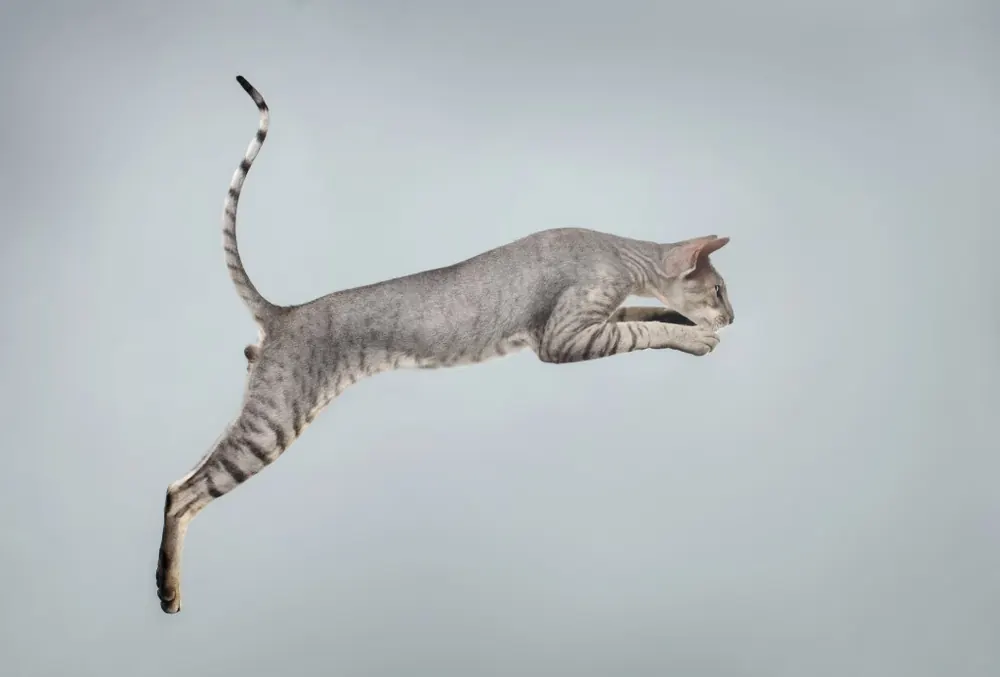 پیترُبالد (Peterbald)