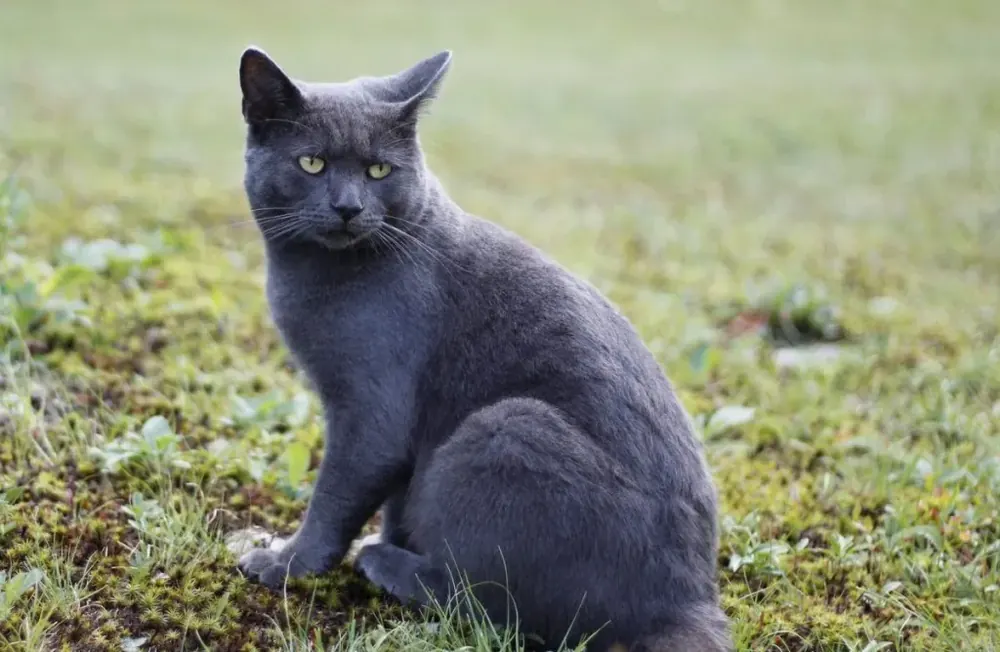 راس (Raas Cat)