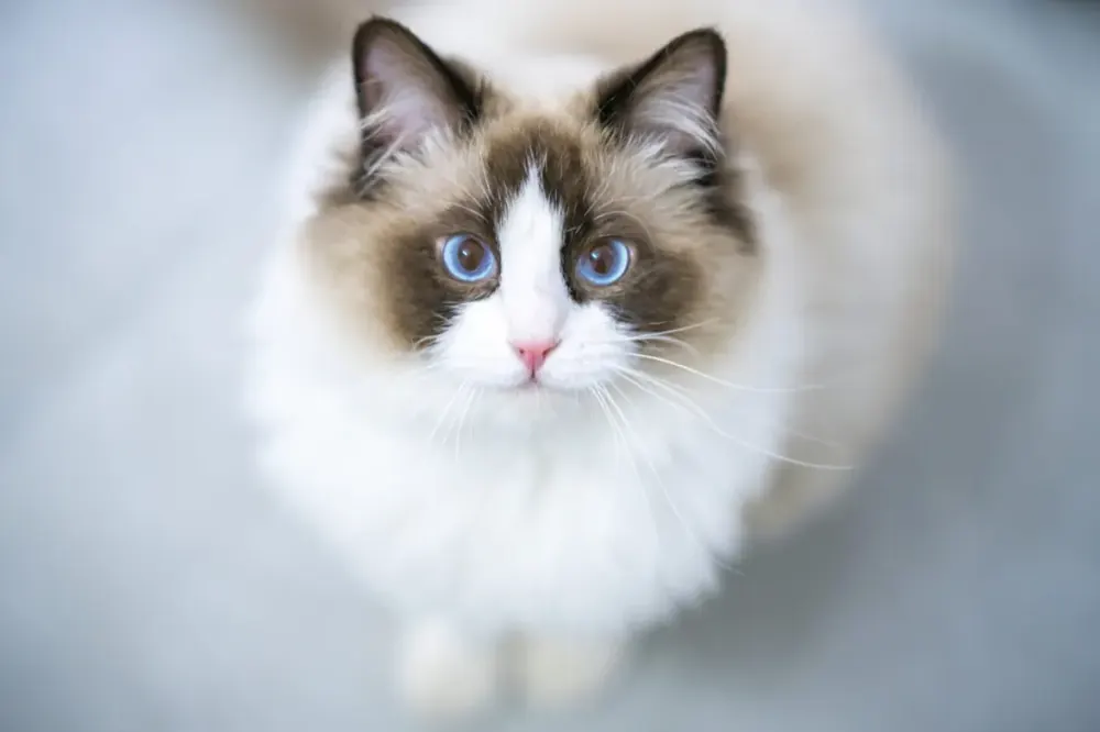 رگدال (Ragdoll Cat)
