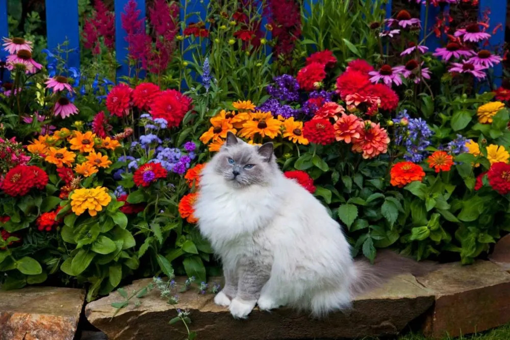 Ragdoll Cat