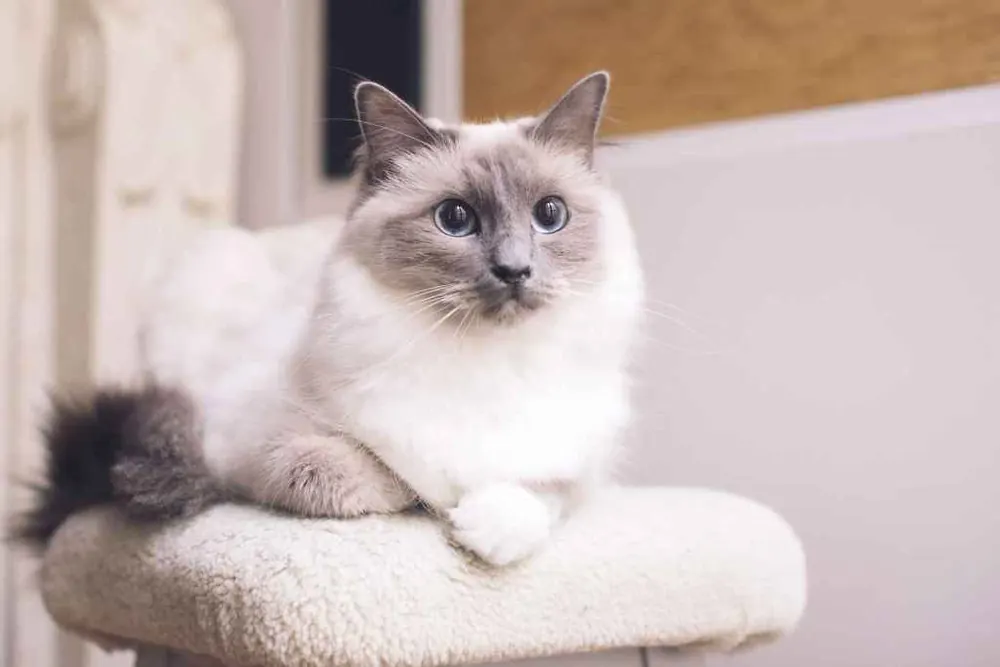 رگدال (Ragdoll Cat)