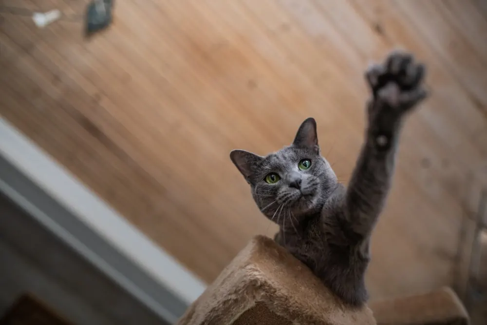 راشن بلو (Russian Blue)
