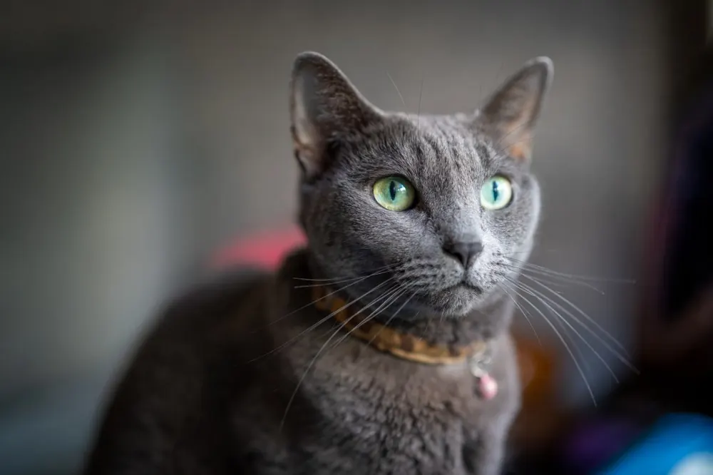 راشن بلو (Russian Blue)
