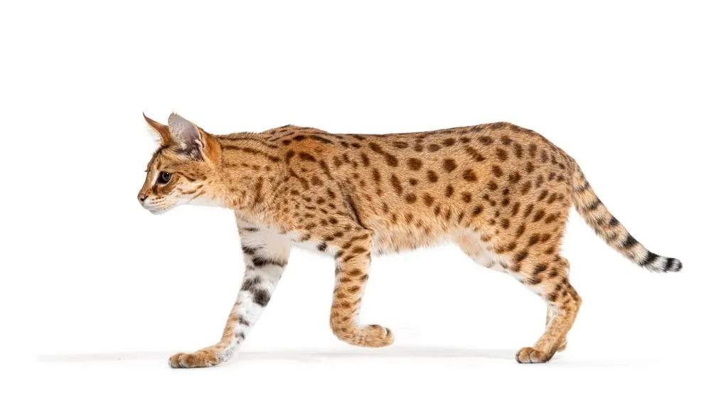 ساوانا (Savannah)