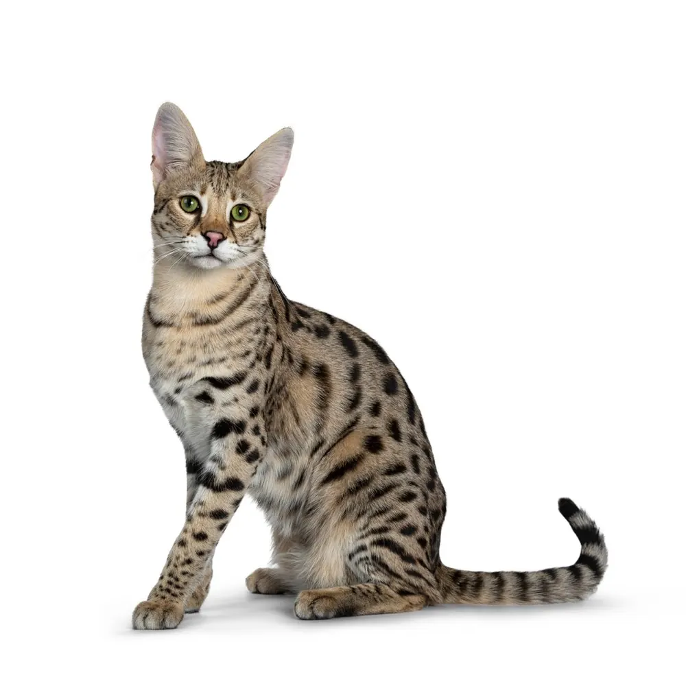 عکس نژاد ساوانا