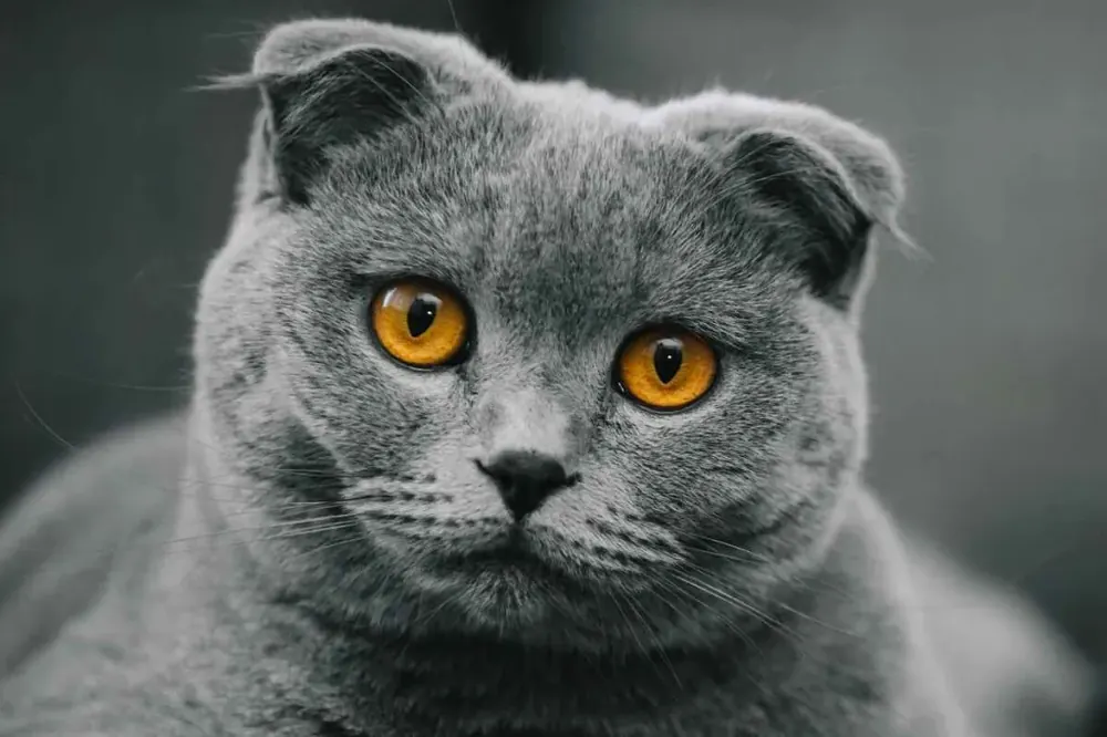 اسکاتیش فولد (Scottish Fold)